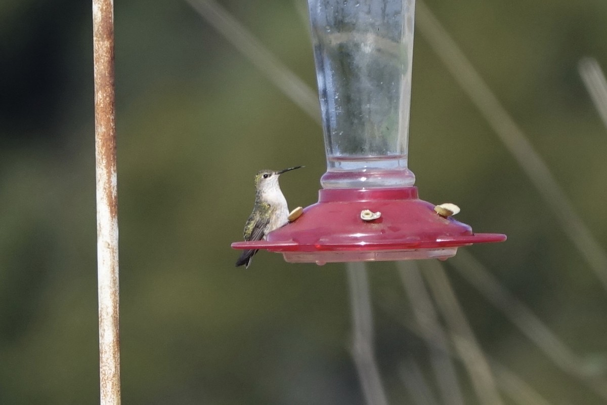 Calliope Hummingbird - ML226813341