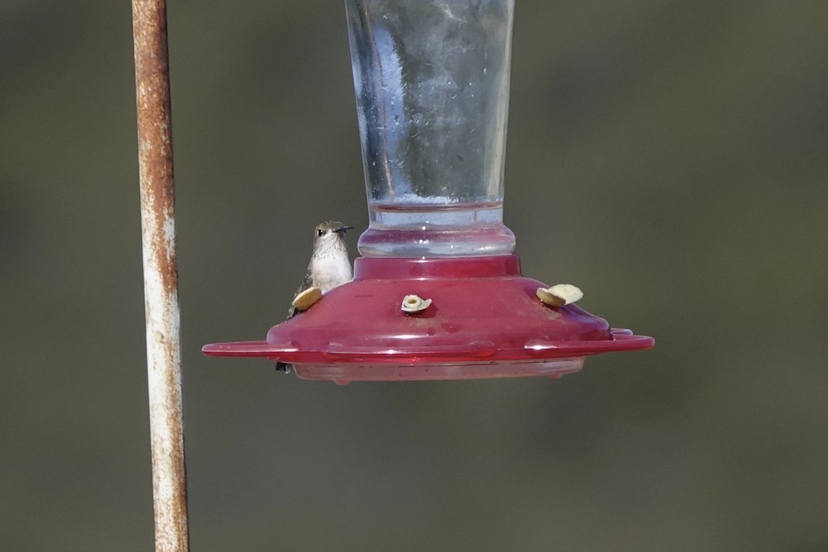 Calliope Hummingbird - ML226813351