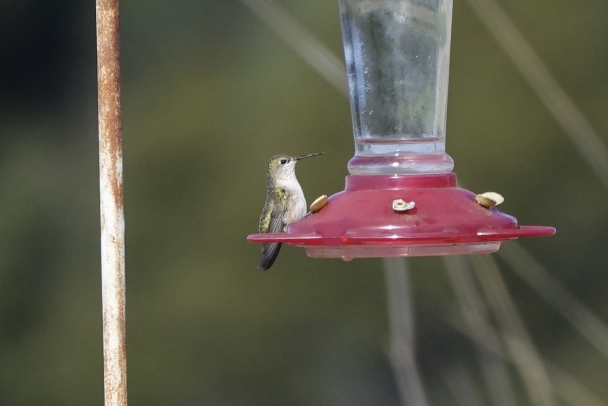 Calliope Hummingbird - ML226813361