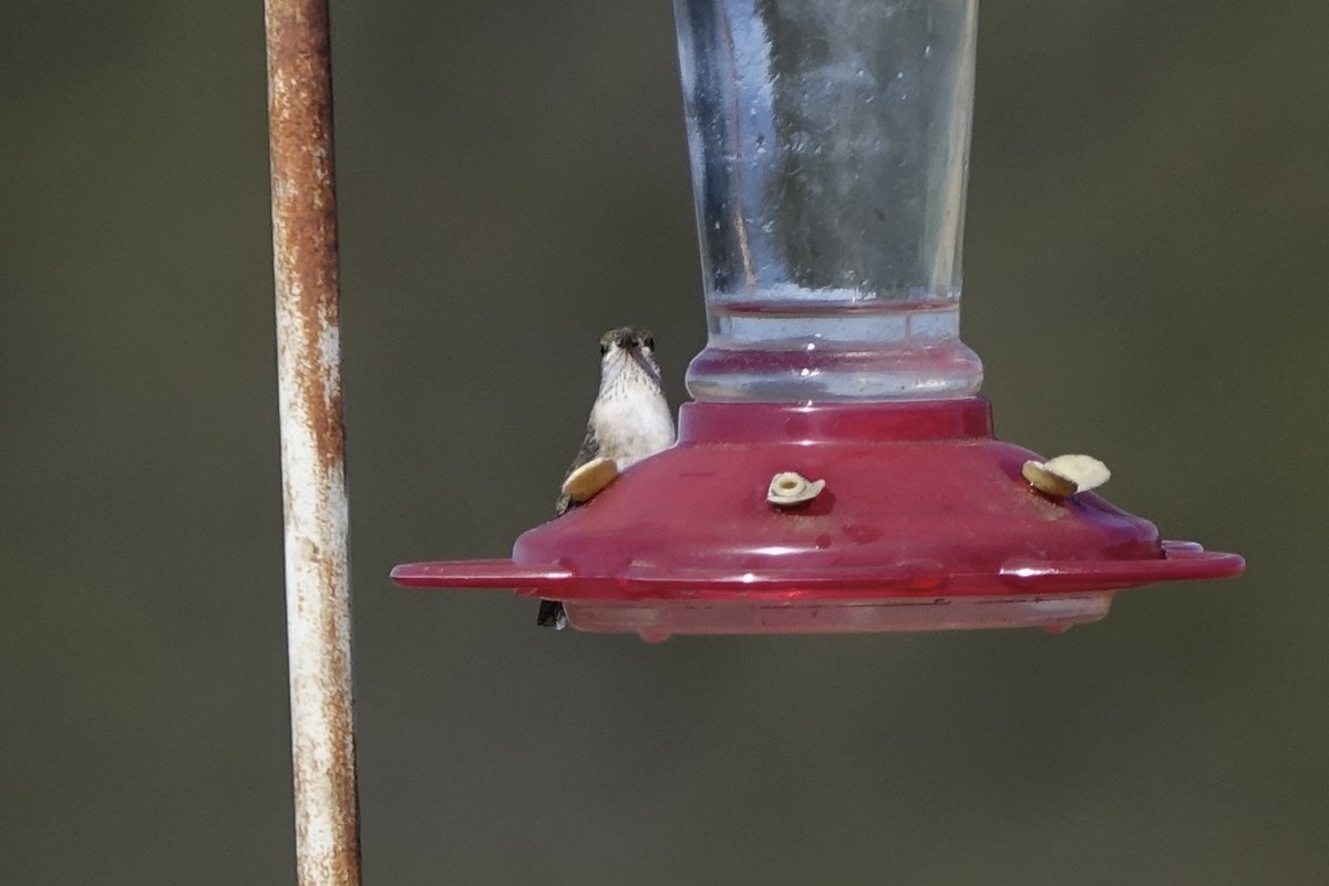 Calliope Hummingbird - ML226813371