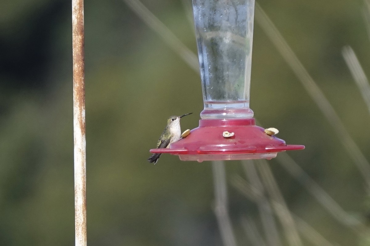 Calliope Hummingbird - ML226813381