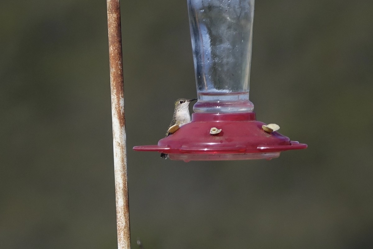 Calliope Hummingbird - ML226813391