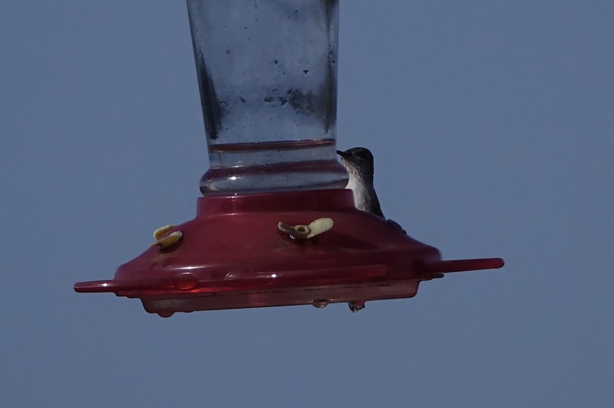 Calliope Hummingbird - ML226813401