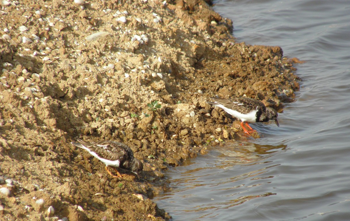 Ruddy Turnstone - ML226813891