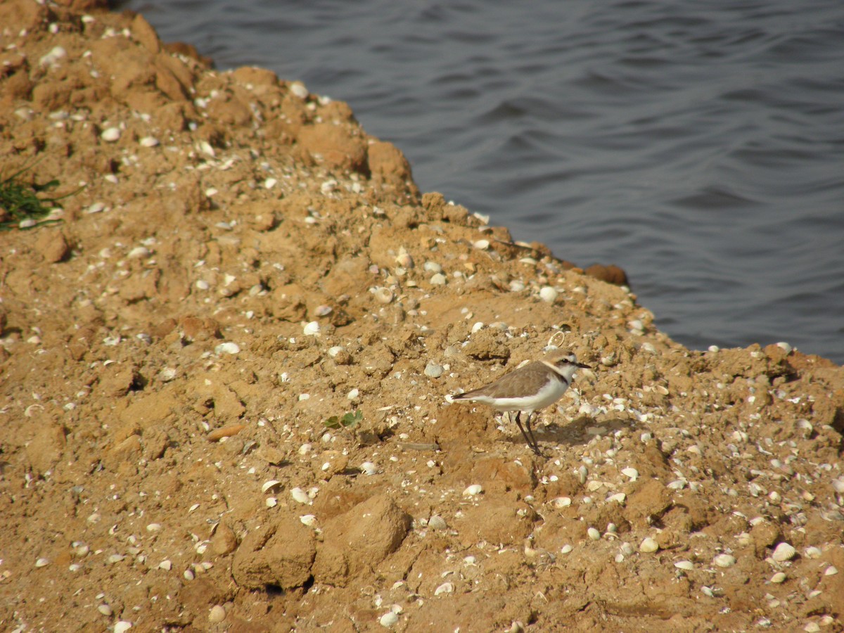 Kentish Plover - Eurico Correia