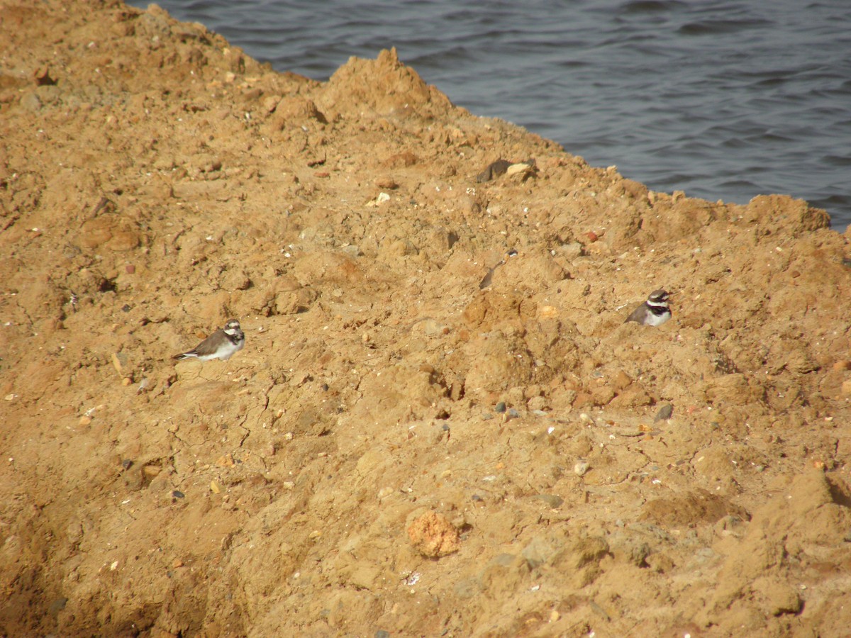 Common Ringed Plover - ML226814501