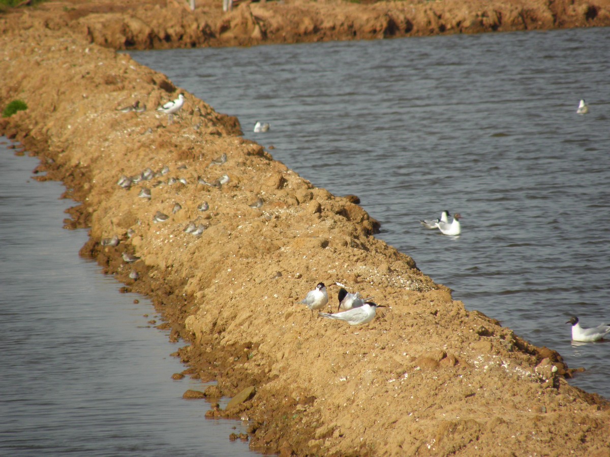 Black-headed Gull - ML226814561