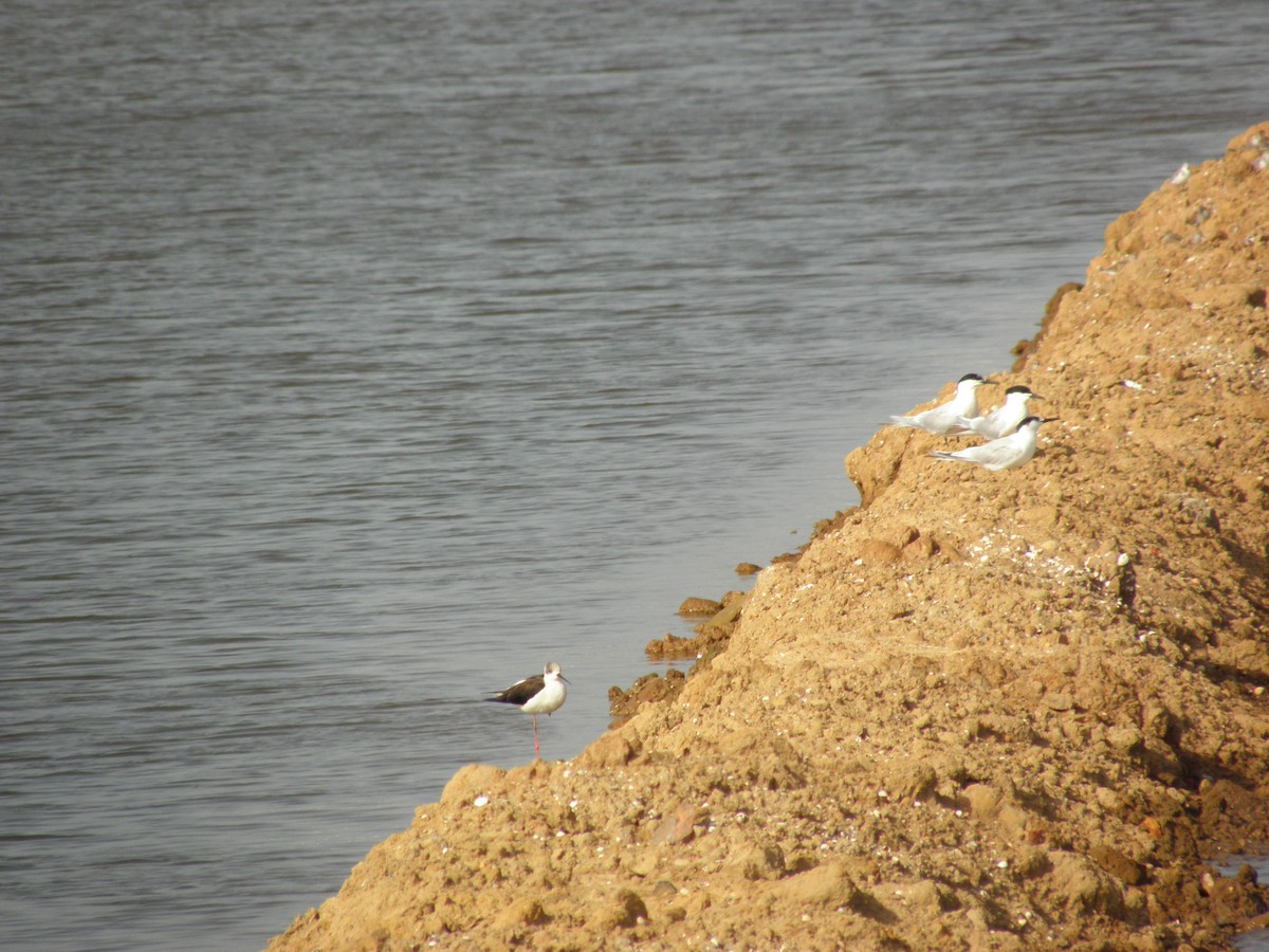 Sandwich Tern - Eurico Correia