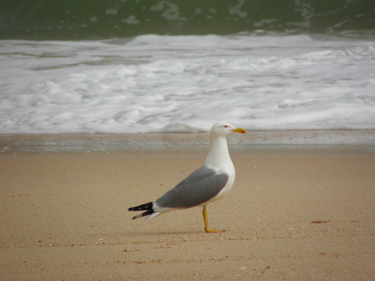 Yellow-legged Gull - ML226814761