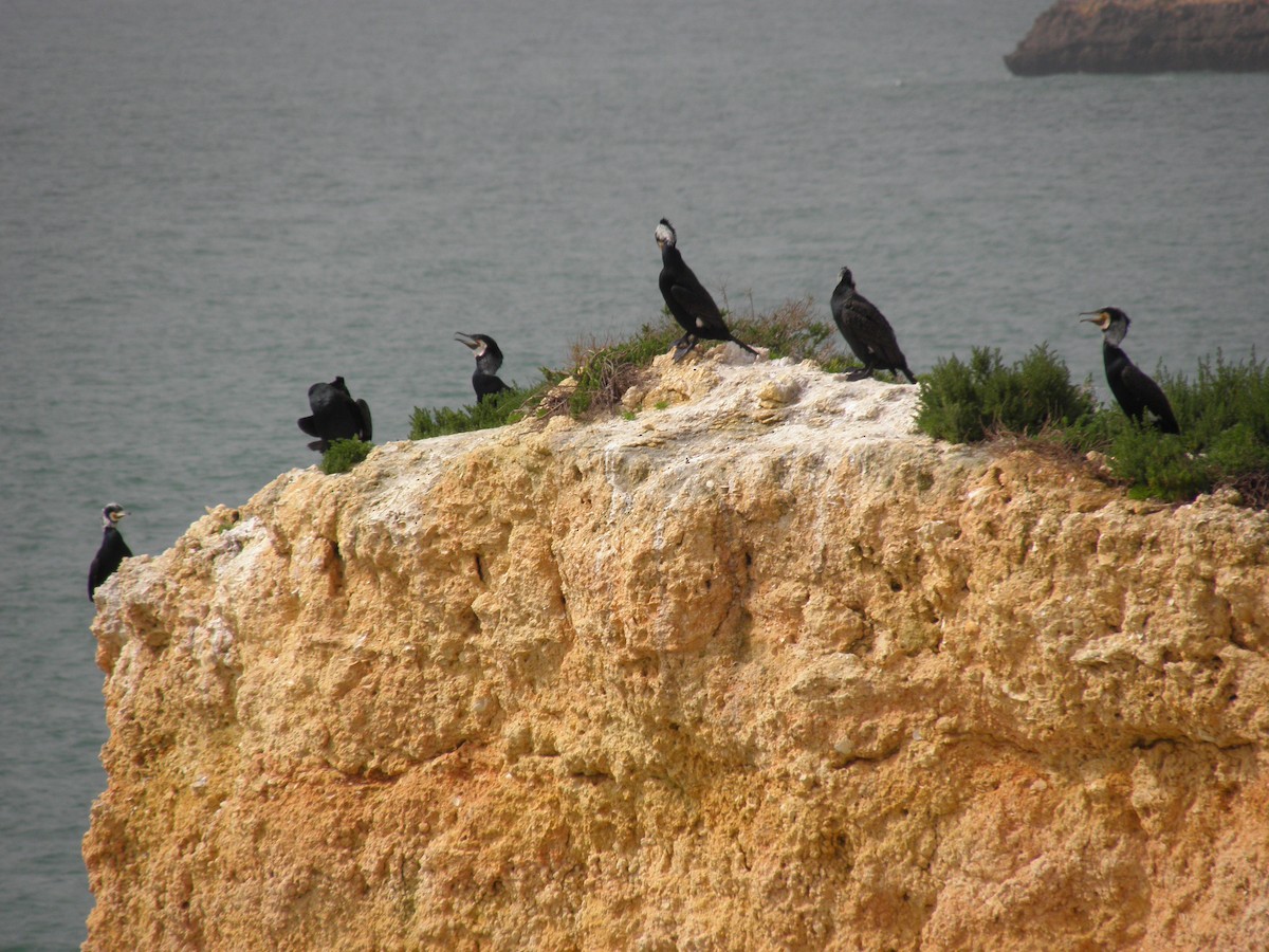 Great Cormorant - ML226814851