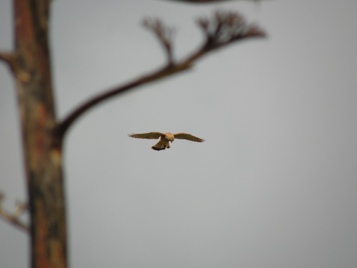 Eurasian Kestrel - ML226814971