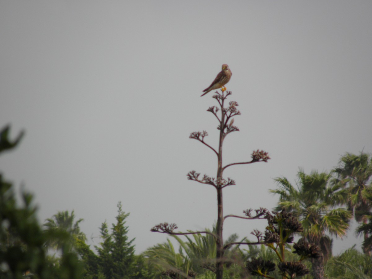 Eurasian Kestrel - ML226814981