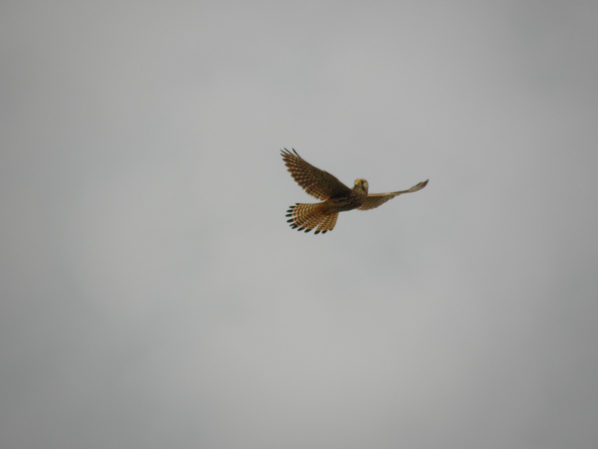 Eurasian Kestrel - ML226814991