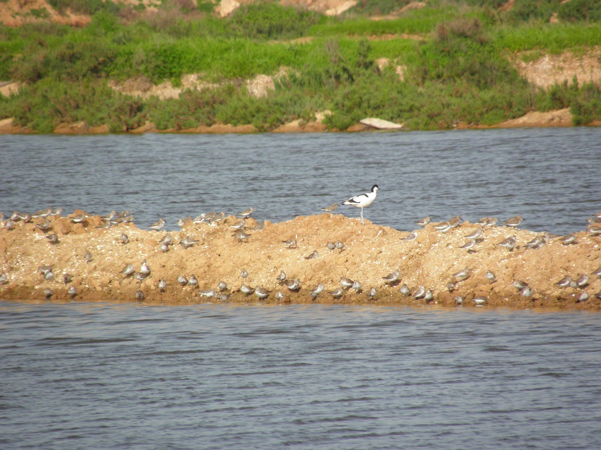 Dunlin - ML226815391