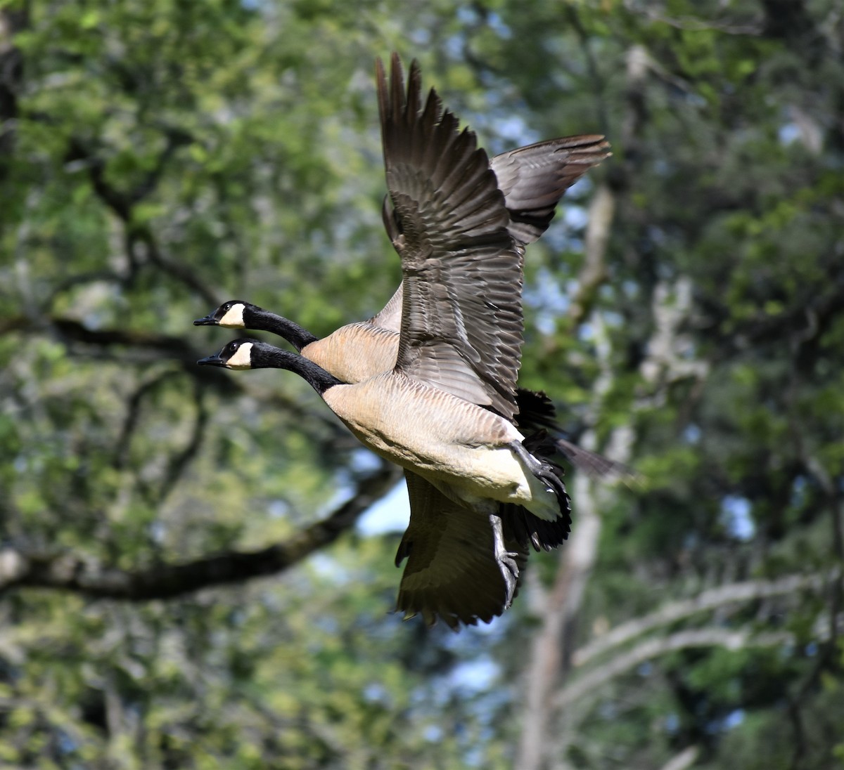 Canada Goose - Gabe Hargrove