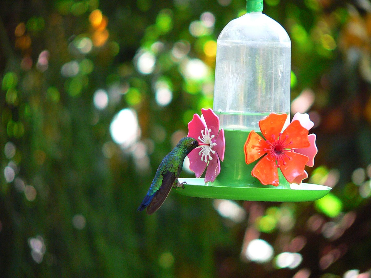 kolibřík lesklobřichý - ML226816211