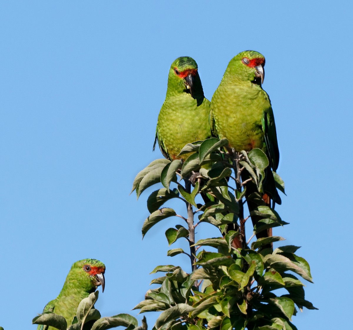 Slender-billed Parakeet - ML226816491