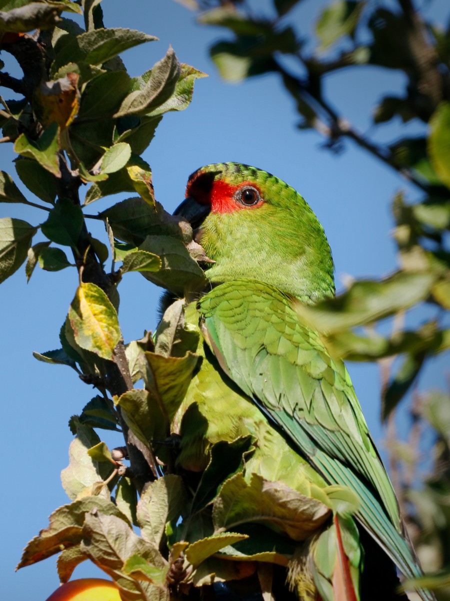 kogna dlouhozobý - ML226816601