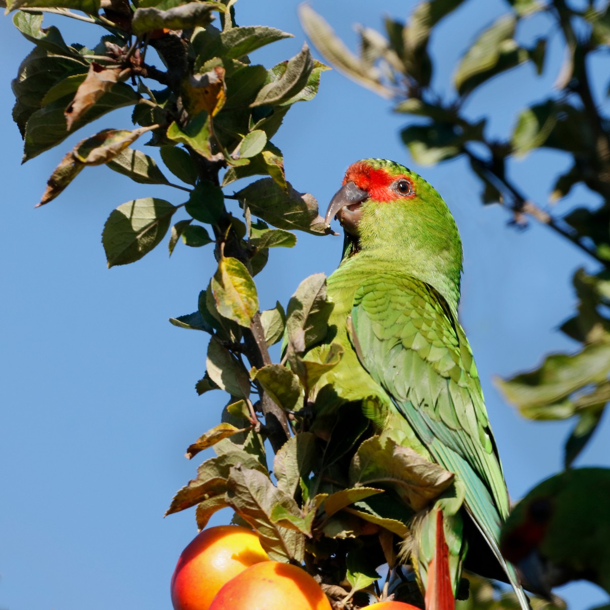 Slender-billed Parakeet - ML226816631