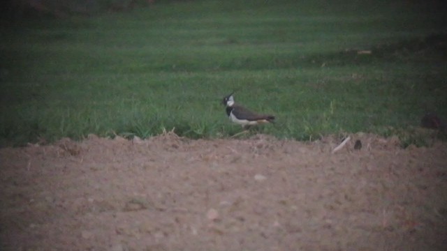 Northern Lapwing - ML226817901