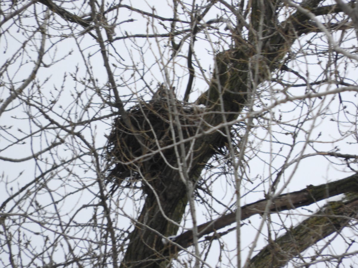 Great Horned Owl - ML226818221