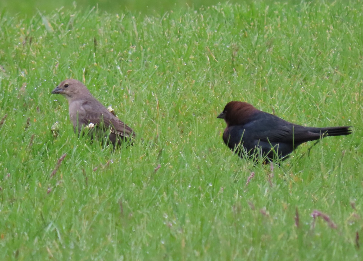 Brown-headed Cowbird - Anne Mytych