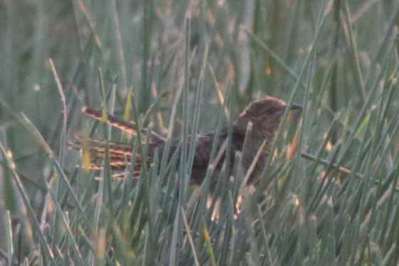Plaintive Cuckoo - ML226819801