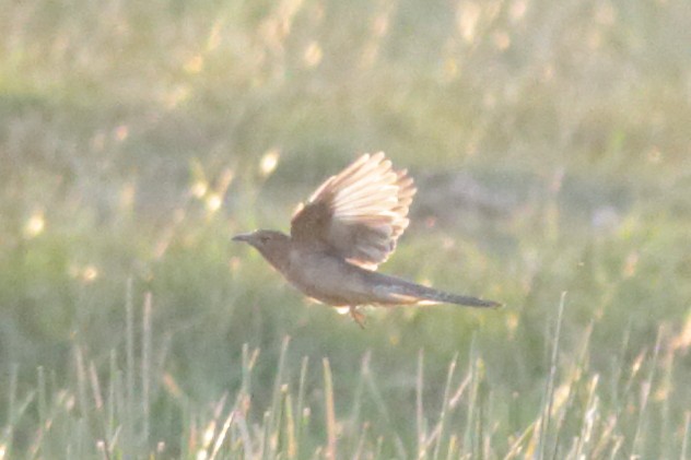 Plaintive Cuckoo - ML226819881