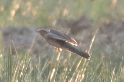 Plaintive Cuckoo - ML226819921