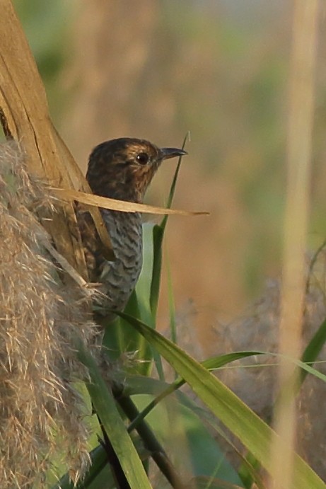 Plaintive Cuckoo - ML226820321