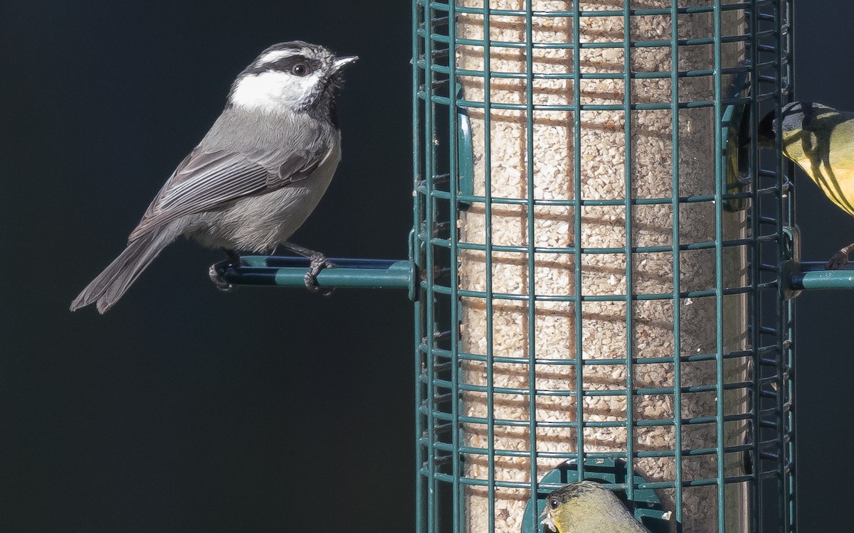 Mountain Chickadee - ML22682231