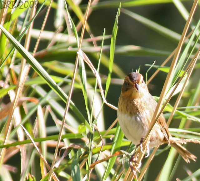 Nelson's Sparrow - ML22682391