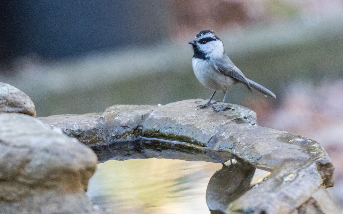 Mountain Chickadee - Colin Watson