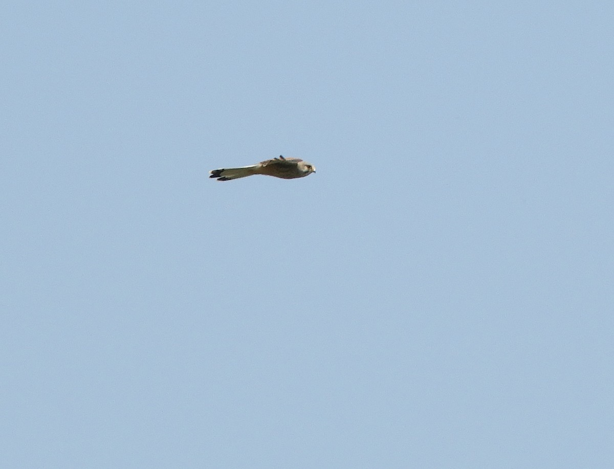 Eurasian Kestrel - ML226824561