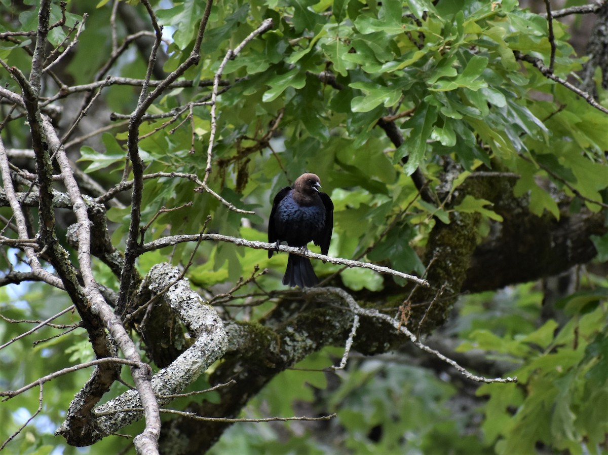 Brown-headed Cowbird - ML226825221