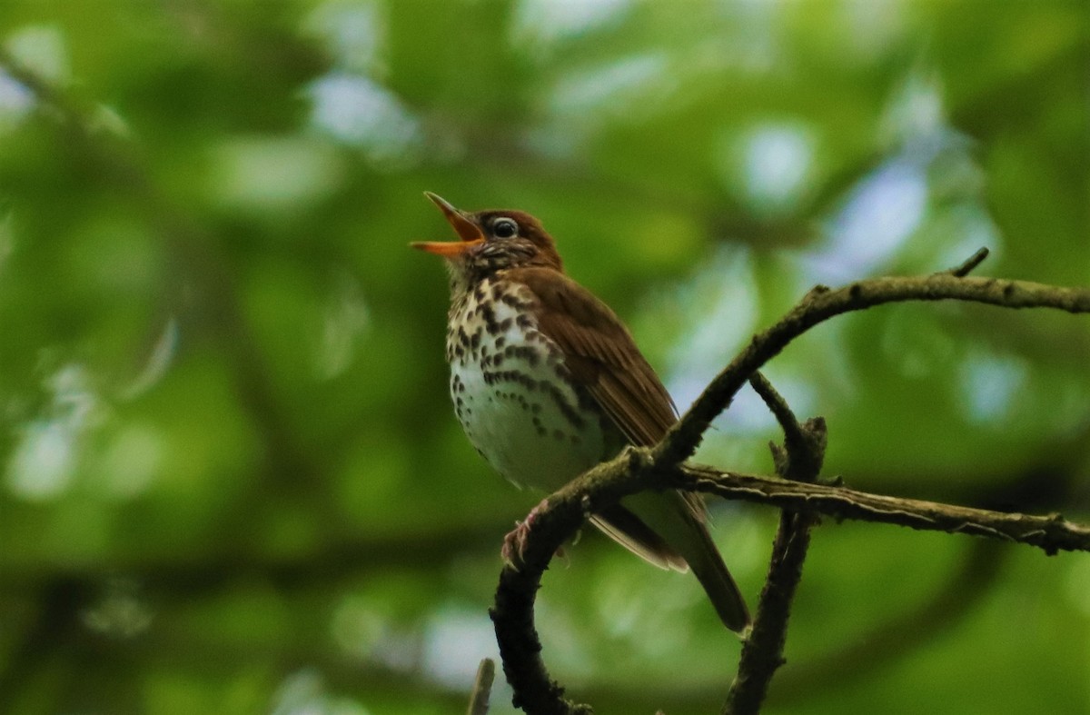 Wood Thrush - ML226826781