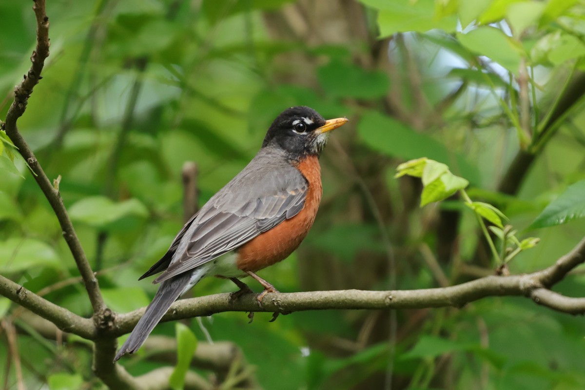 American Robin - ML226826921