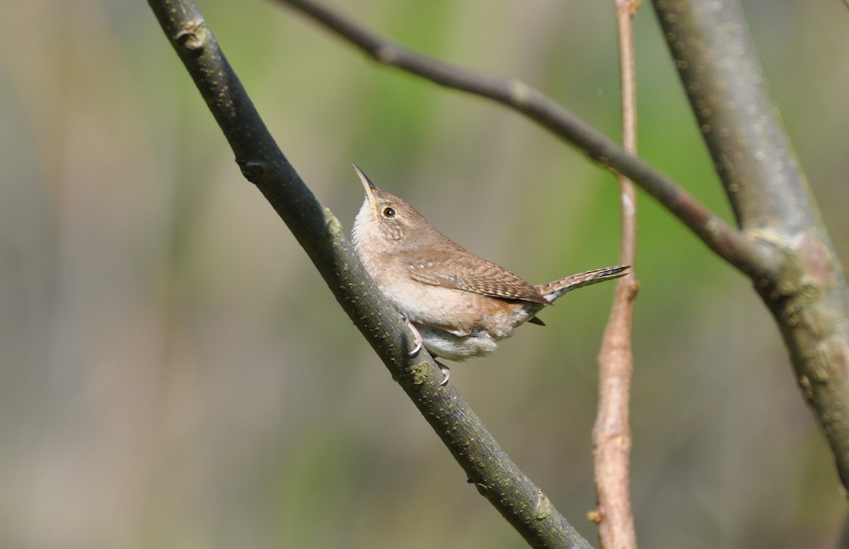 House Wren - ML226827031