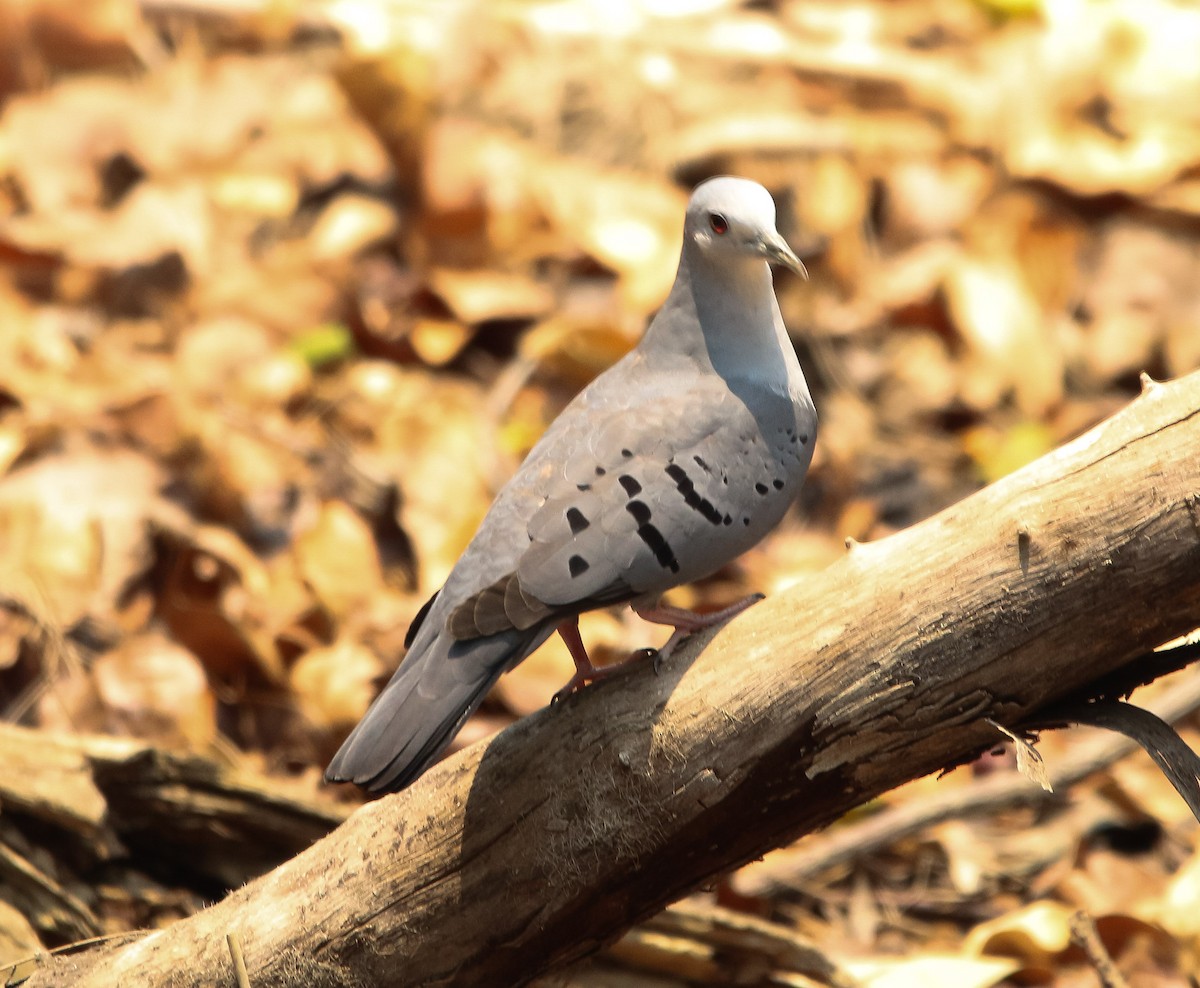 Blue Ground Dove - ML226827581