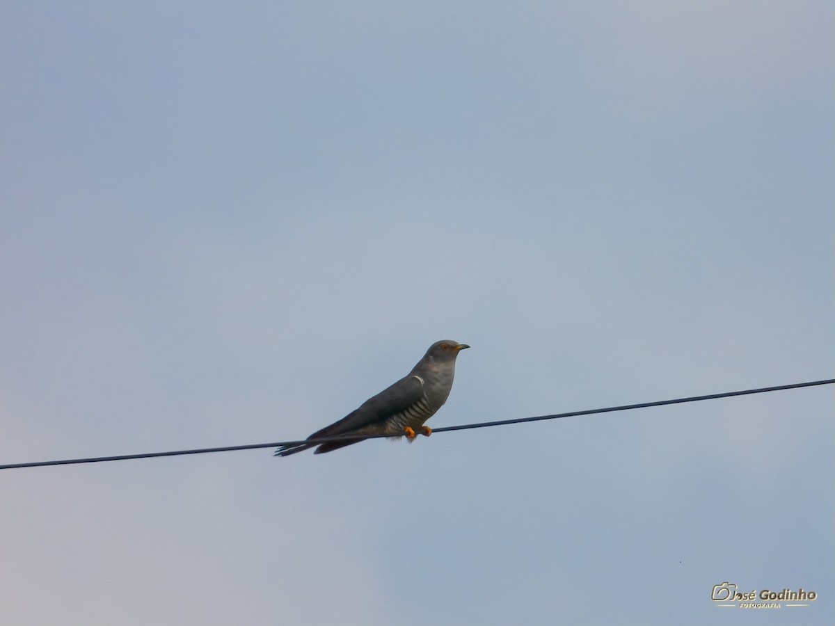 Common Cuckoo - José Godinho