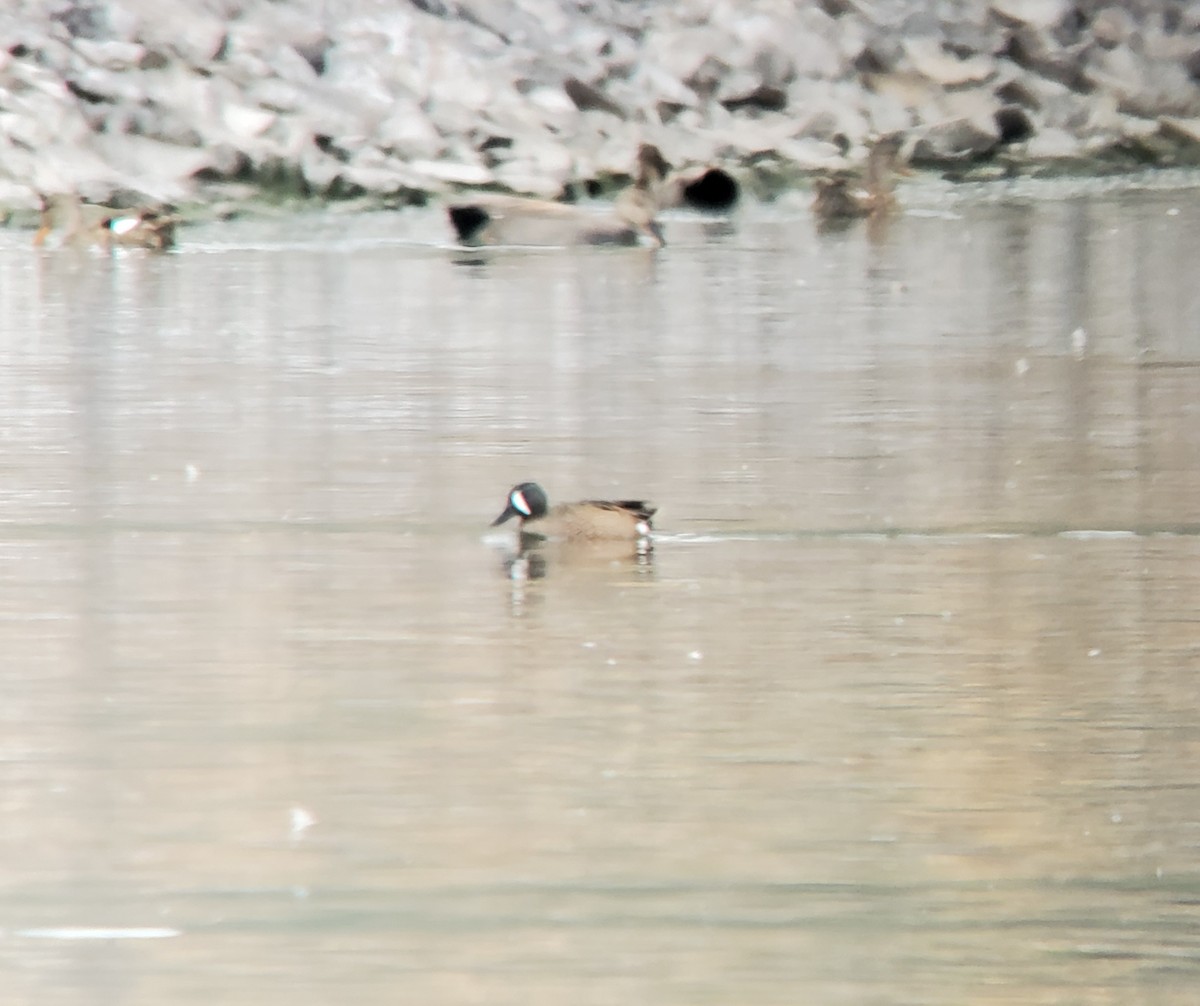 Blue-winged Teal - ML226828831