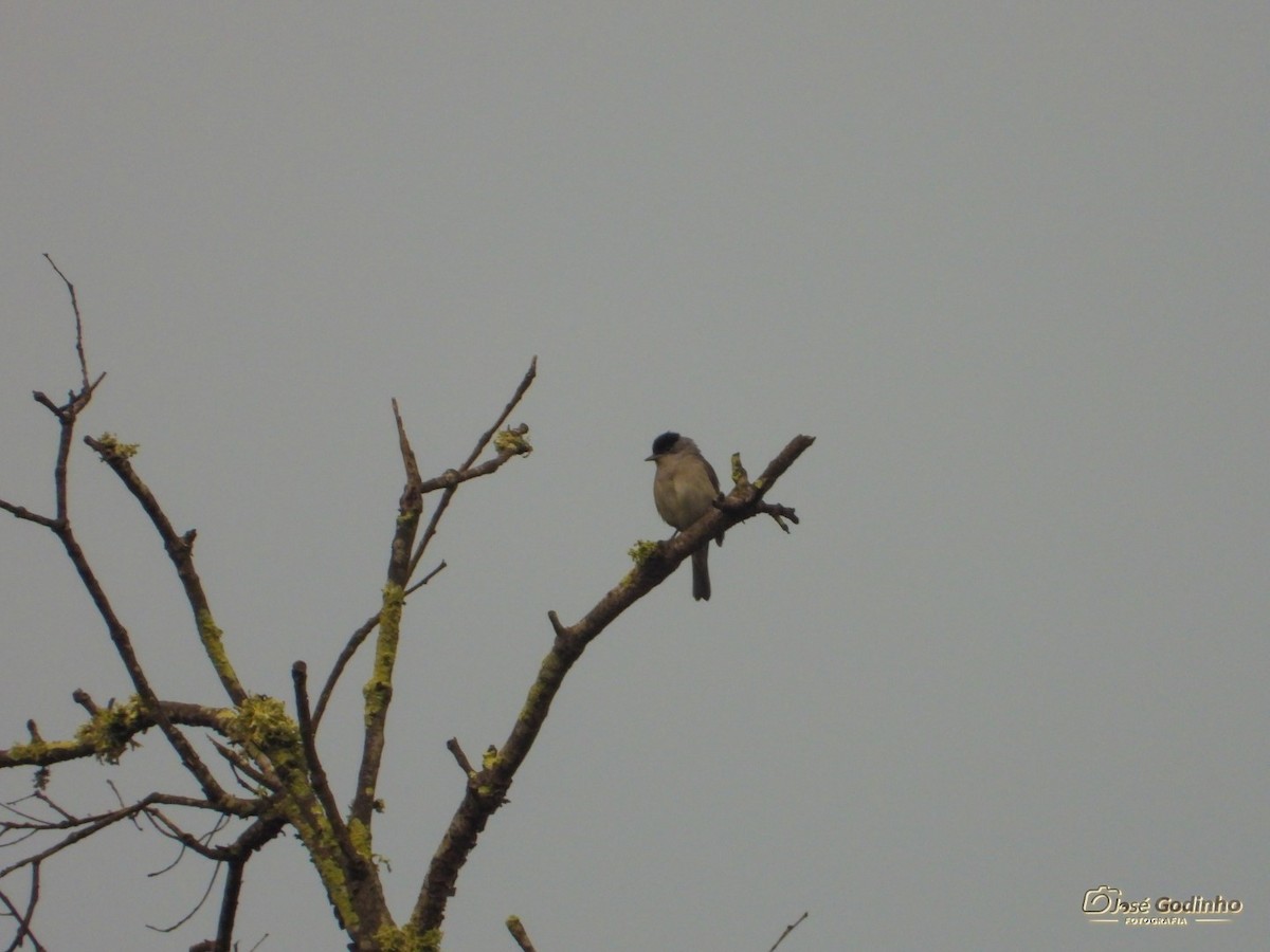 Eurasian Blackcap - ML226829591