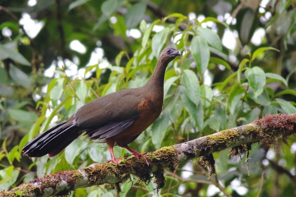 Sickle-winged Guan - ML226829851