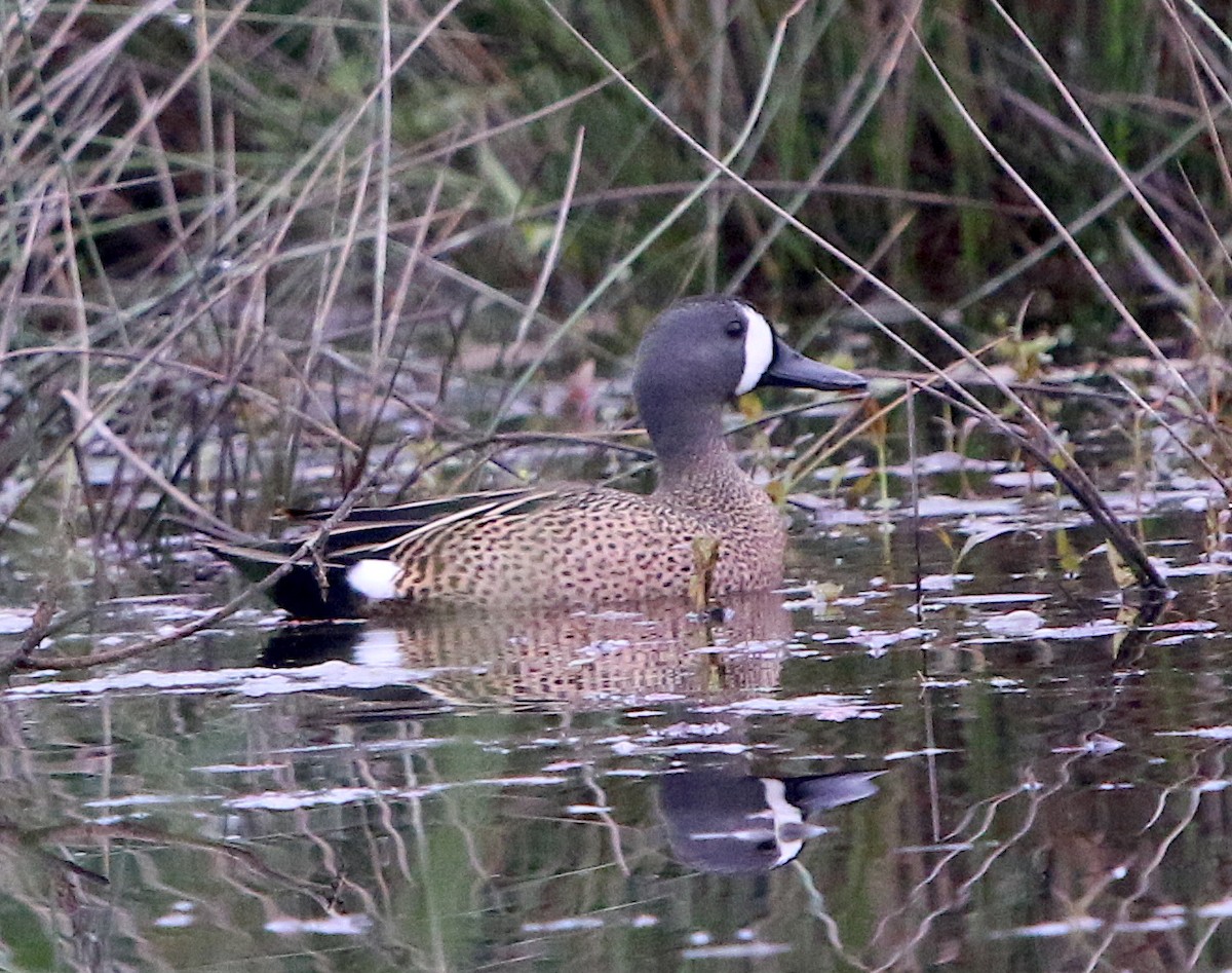 Blue-winged Teal - ML226830251