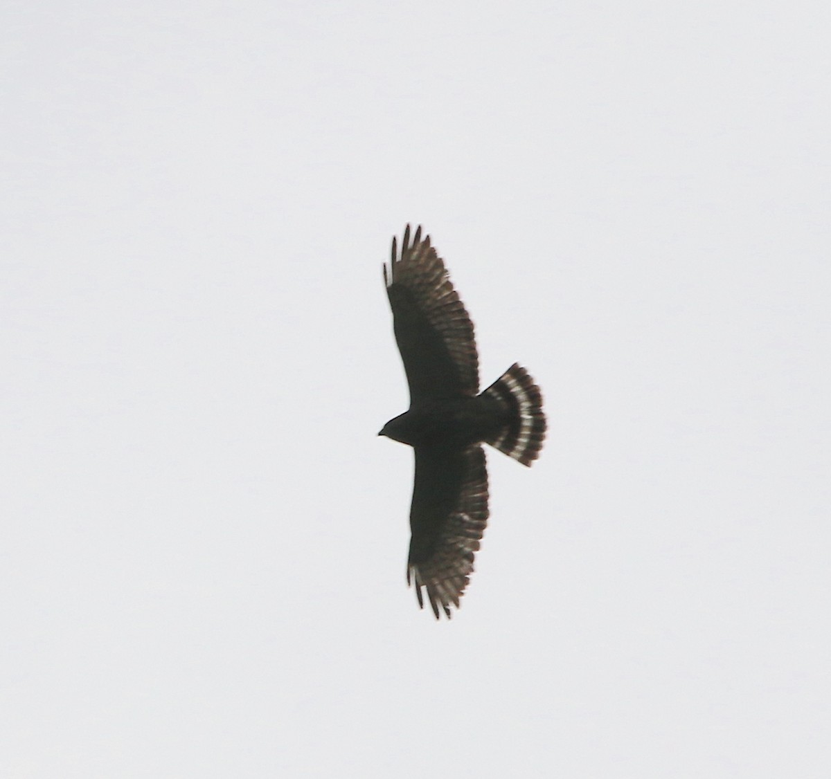 Broad-winged Hawk - ML226830541