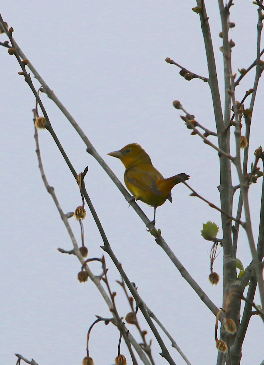 Summer Tanager - ML226831331