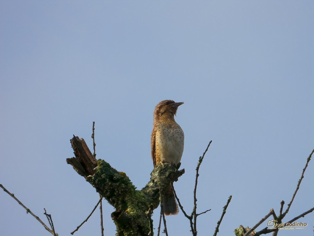 Eurasian Wryneck - ML226831371