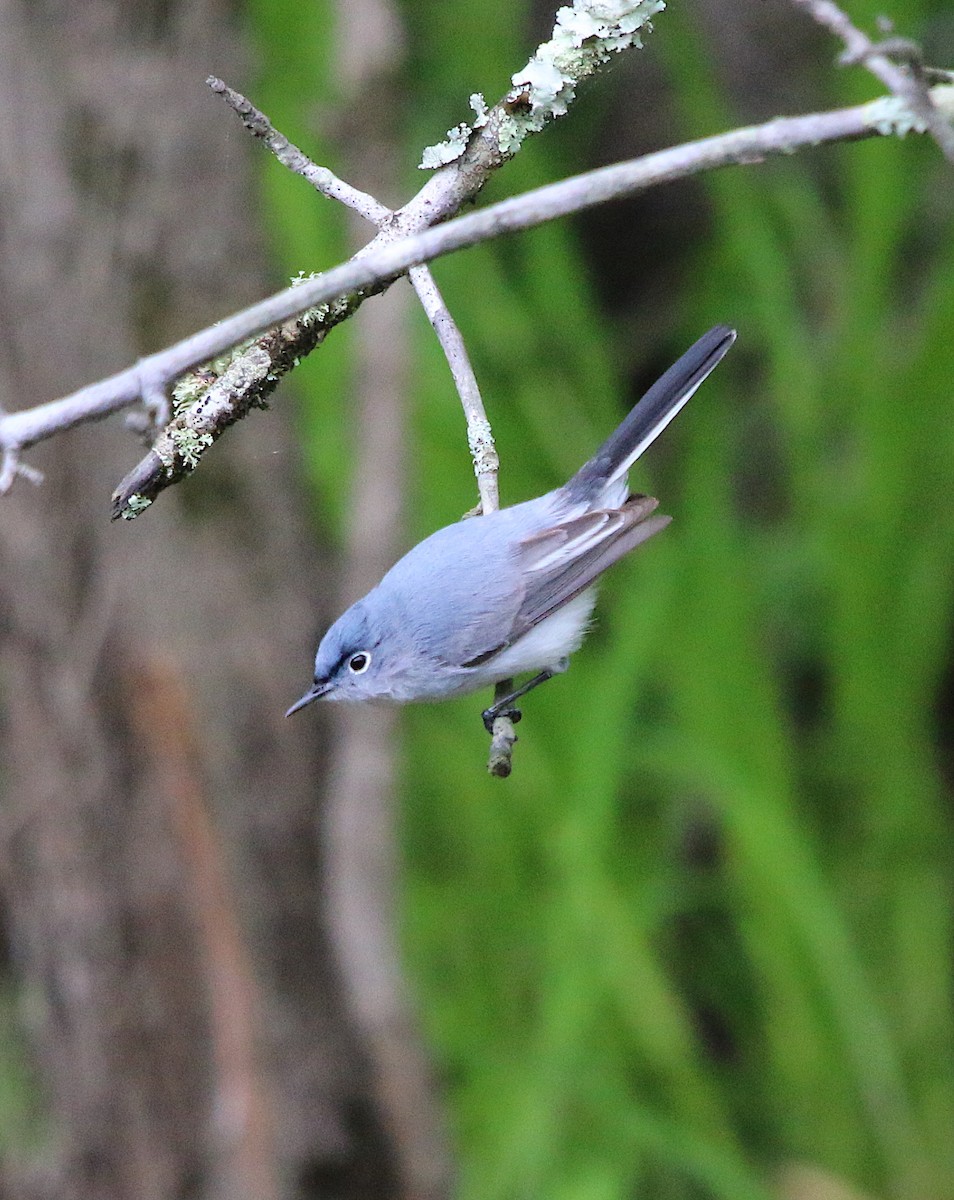 Blue-gray Gnatcatcher - ML226831671