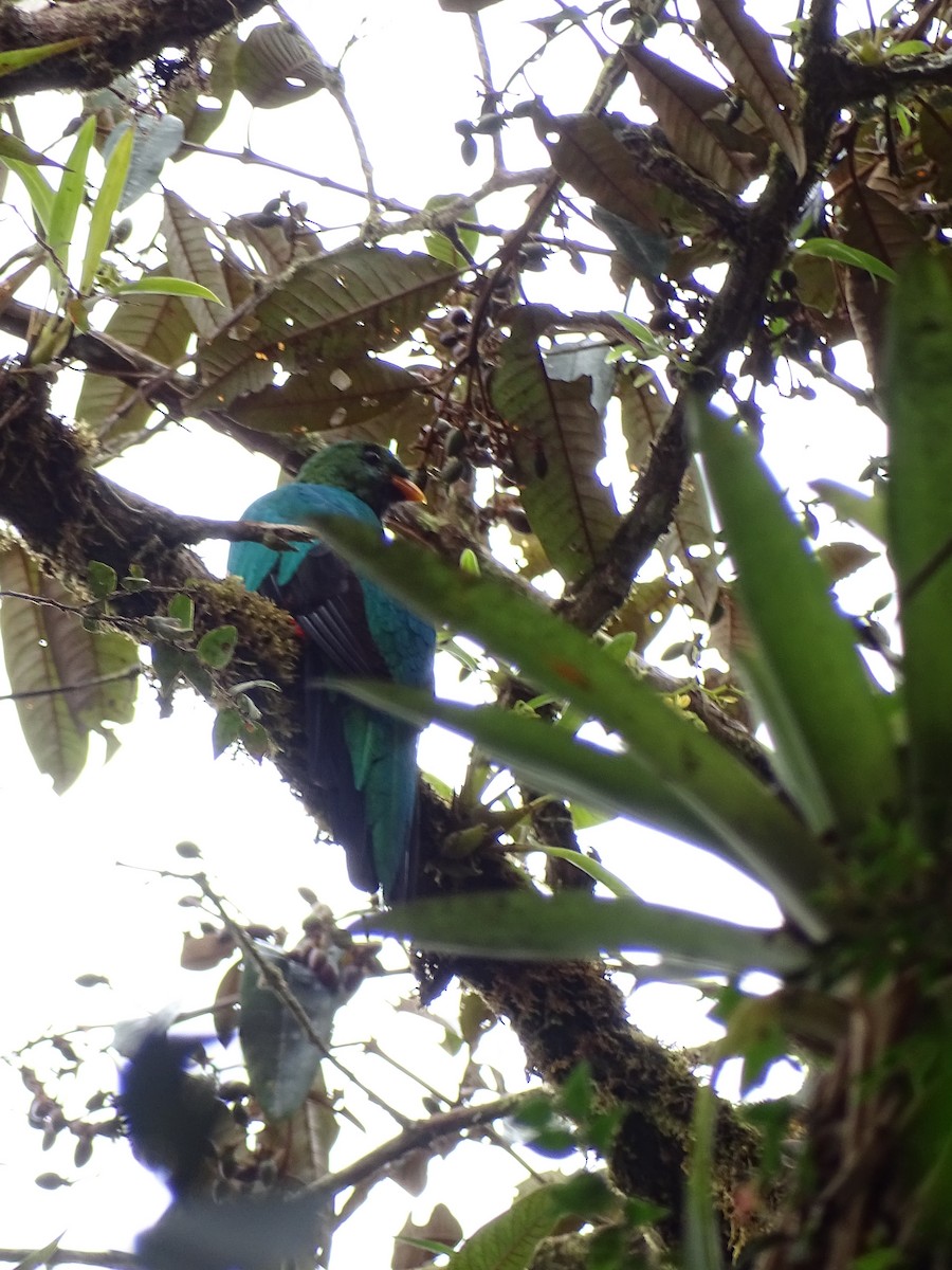 Golden-headed Quetzal - ML226834081