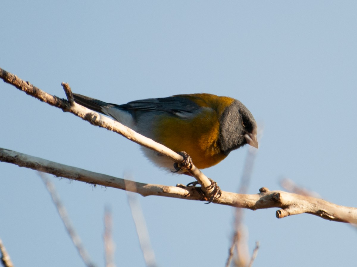 Gray-hooded Sierra Finch - ML226836421